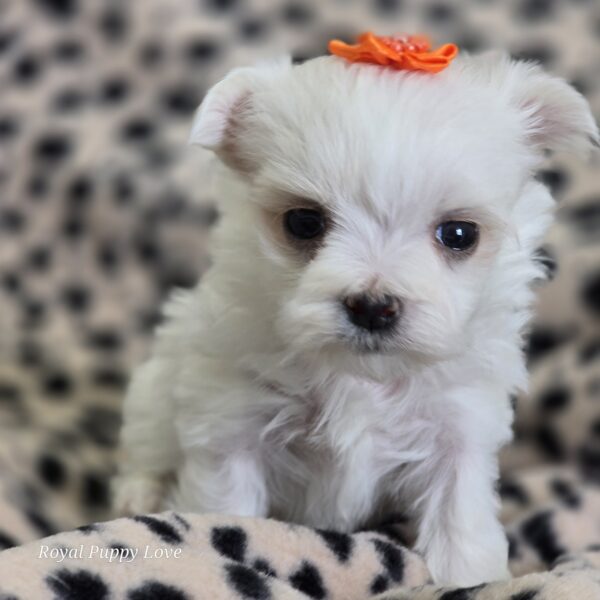 AKC GEM (Teacup girl) - Image 4