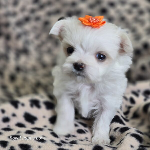 AKC GEM (Teacup girl) - Image 3