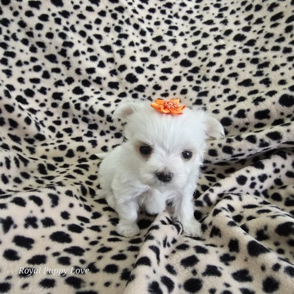 AKC GEM (Teacup girl) - Image 5