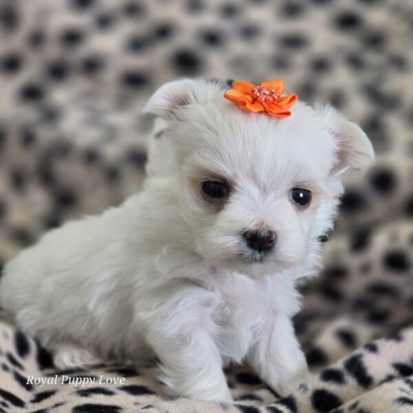 AKC GEM (Teacup girl) - Image 2