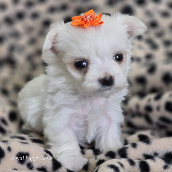 AKC GEM (Teacup girl) - Image 6