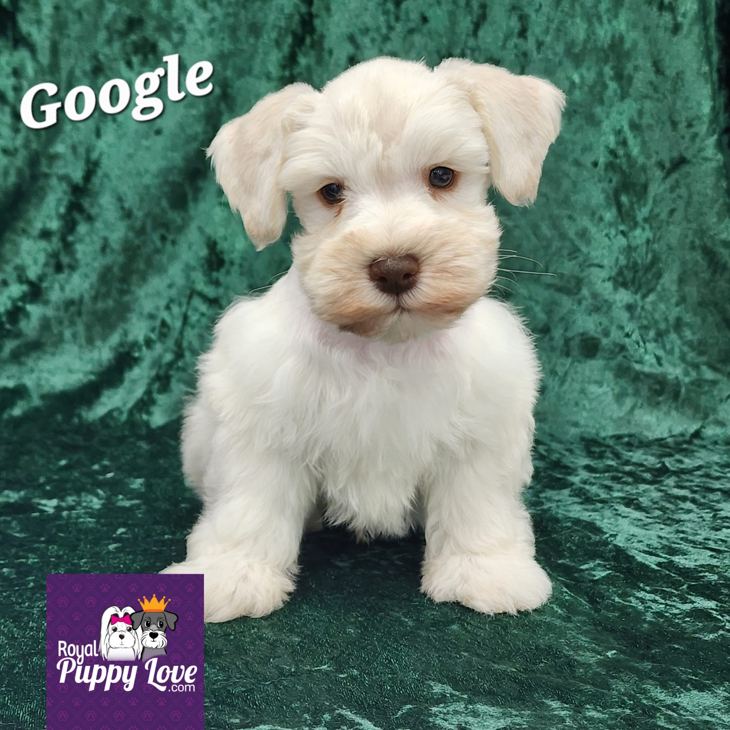 AKC Google (Sold!) Congrats to Weston A. in Tulsa!