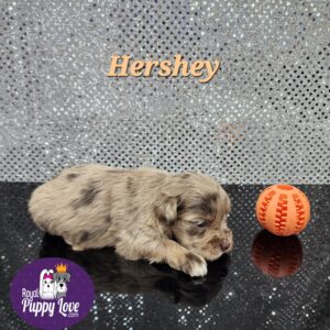AKC  Blue eyes Hershey The Runt.