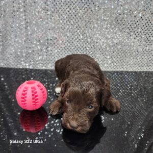 AKC Aqua eyes Baby Ruth