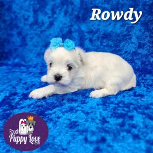 AKC Rowdy/Luca (sold) Congrats to Ruby V. in TX!
