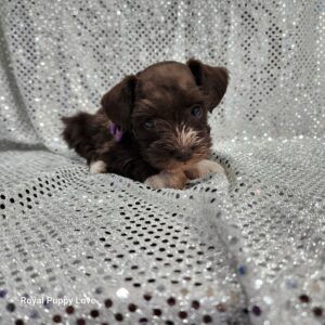BETTY (Toy sized Chocolate girl)