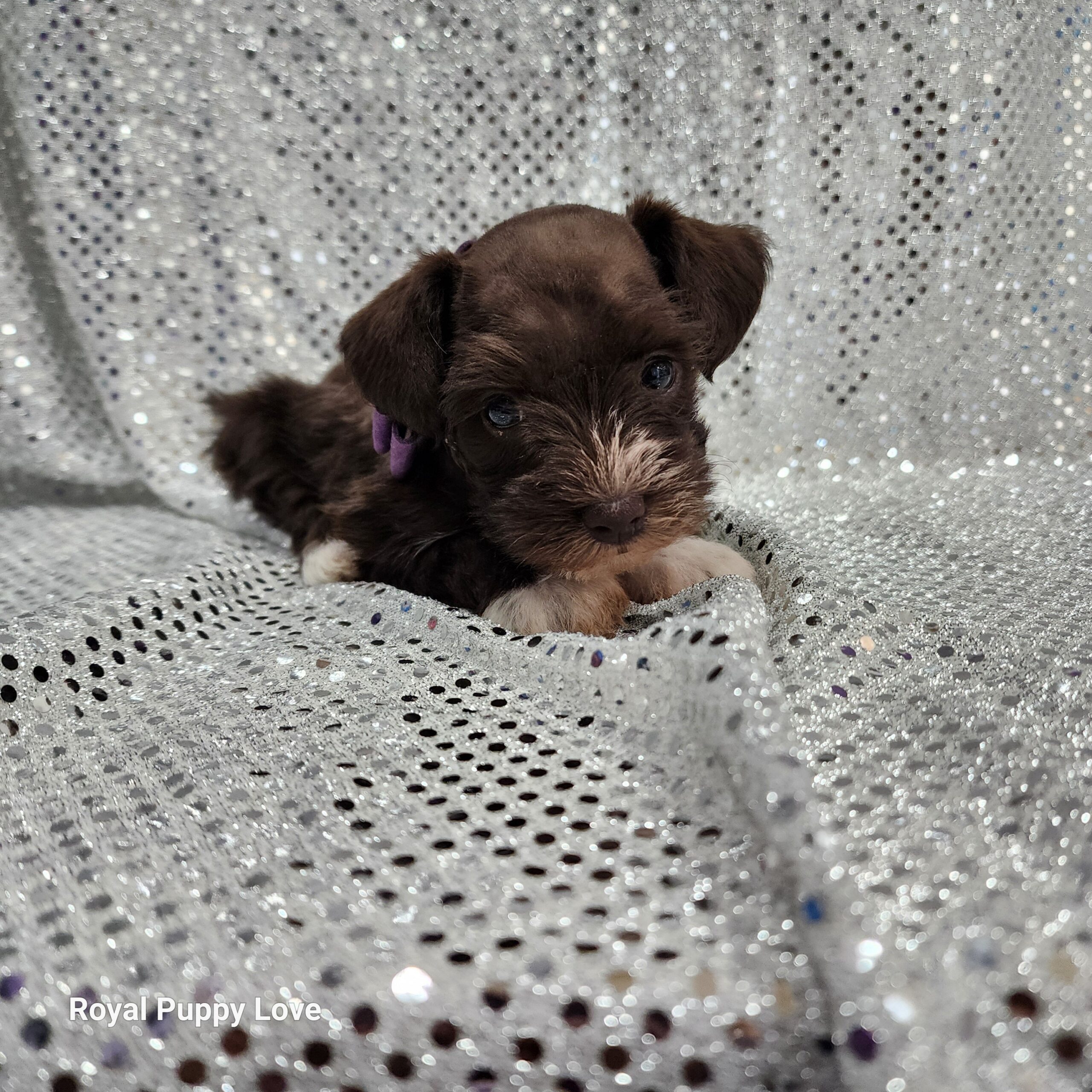BETTY (Toy sized Chocolate girl)