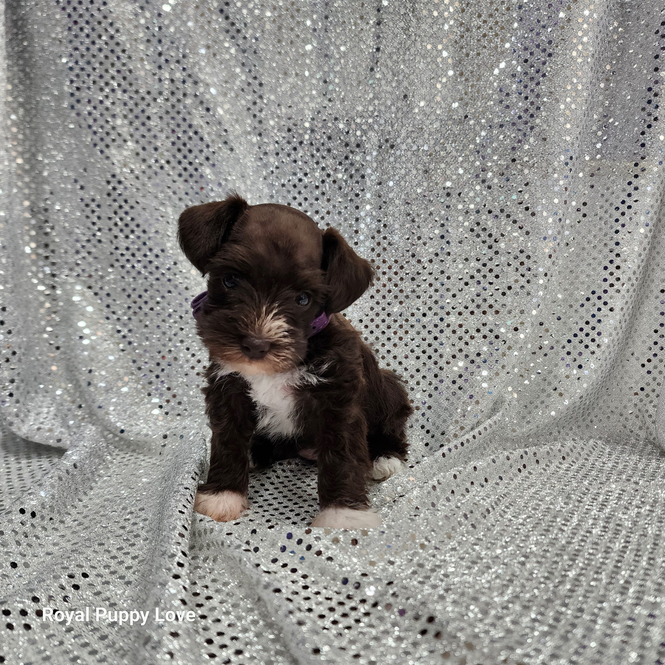 BETTY (Toy sized Chocolate girl) - Image 6