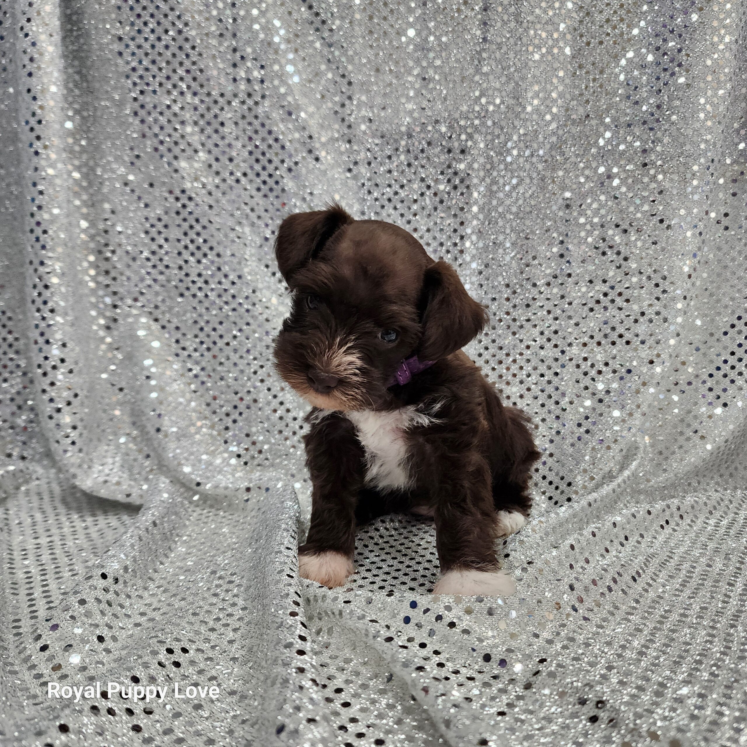 BETTY (Toy sized Chocolate girl) - Image 4