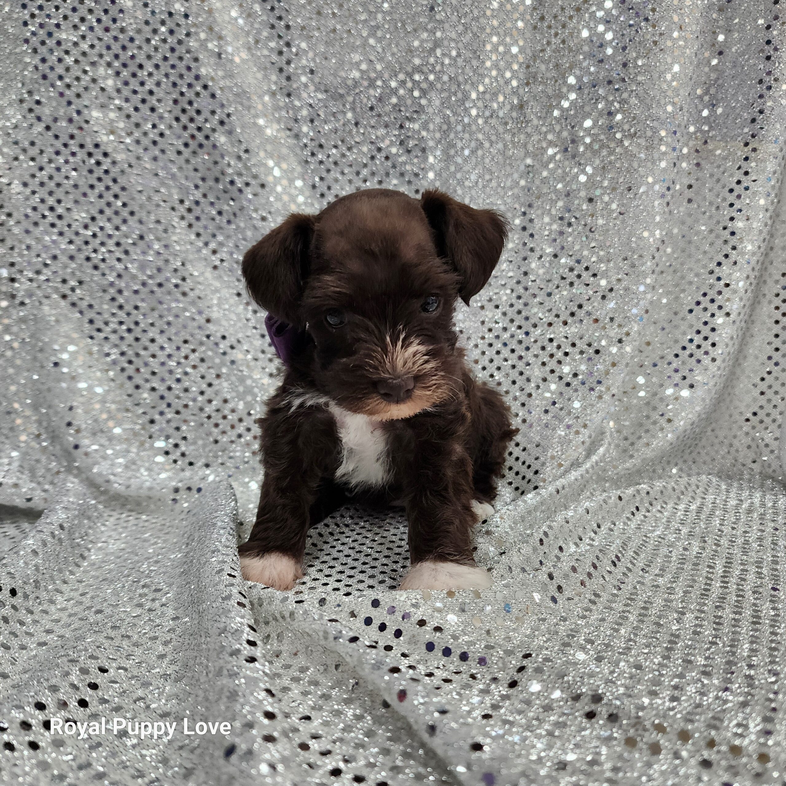 BETTY (Toy sized Chocolate girl) - Image 2