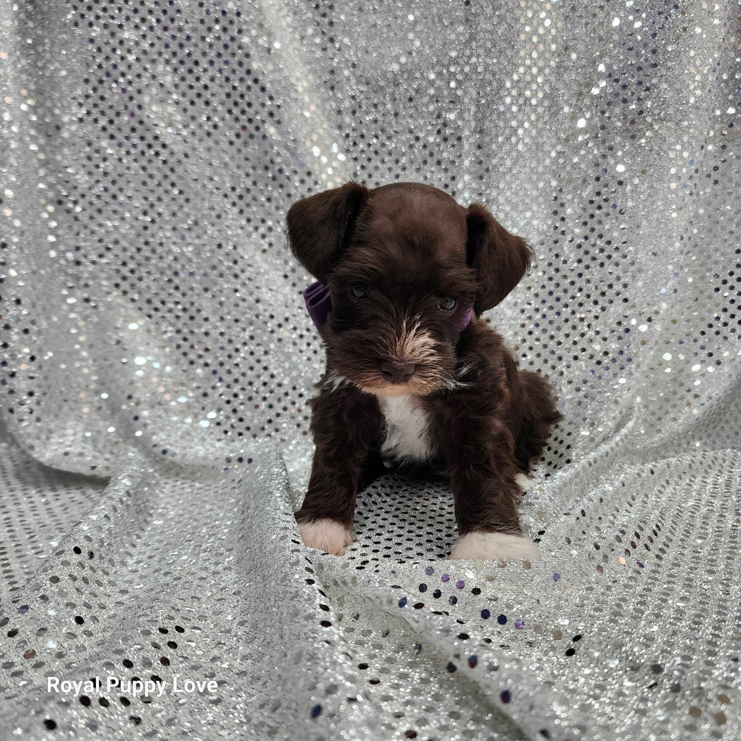 BETTY (Toy sized Chocolate girl) - Image 3