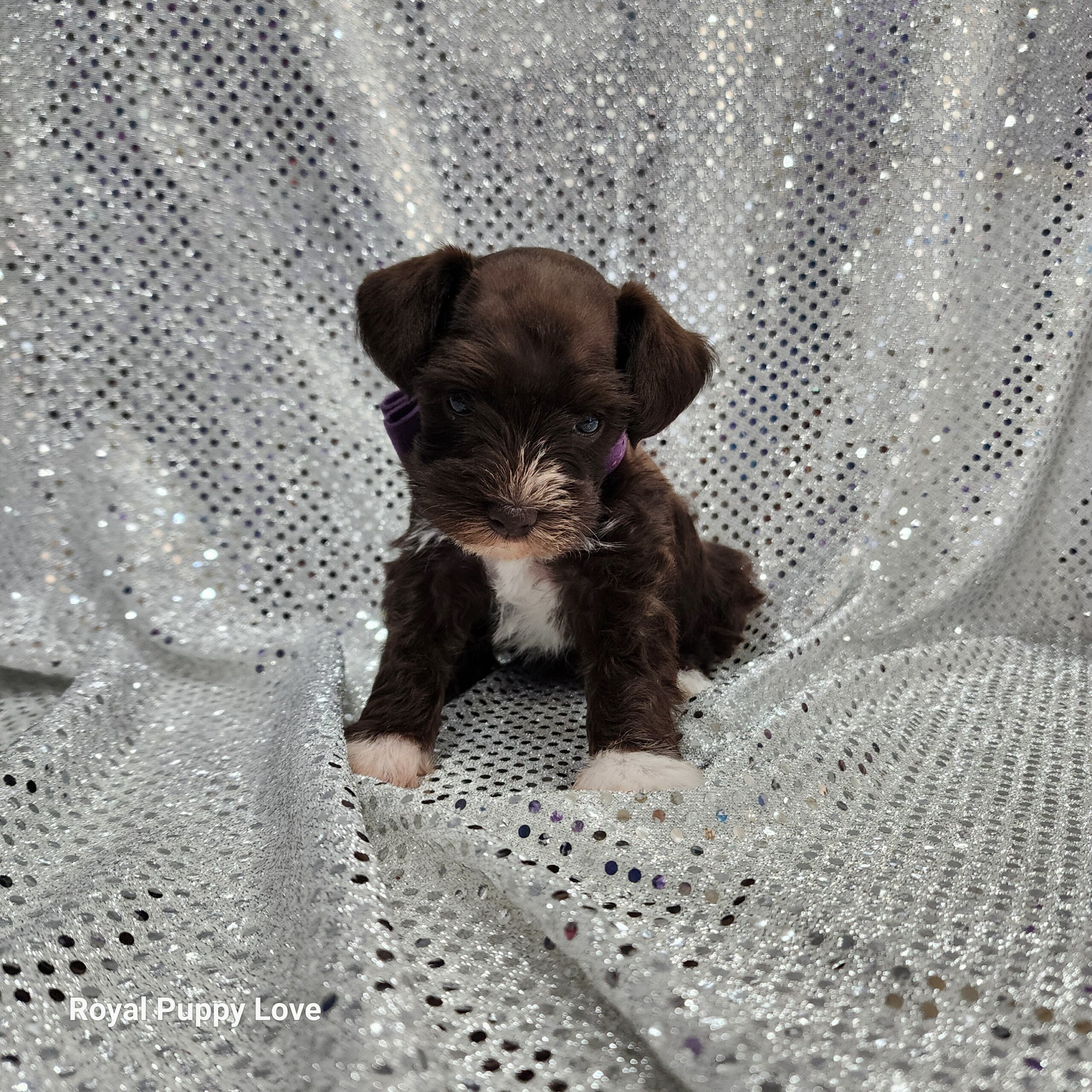 BETTY (Toy sized Chocolate girl) - Image 5
