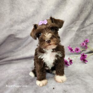 BETTY (Toy sized Chocolate girl)
