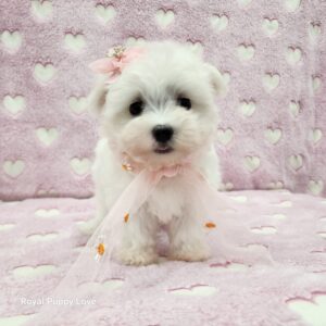 May (girl)