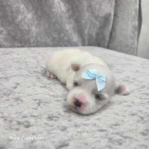 Skye