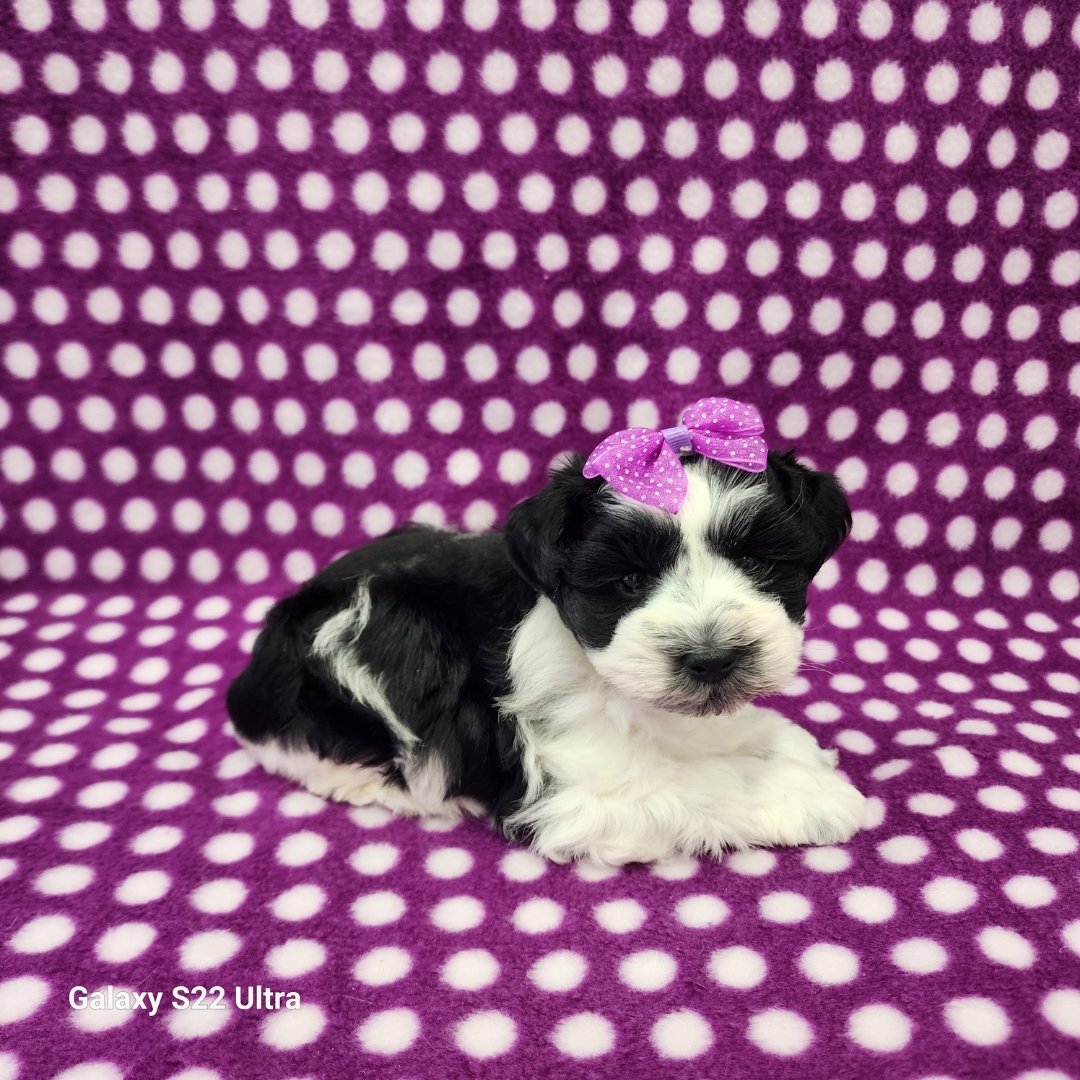 AKC Toy size Kelly (Black /White Parti) - Image 2