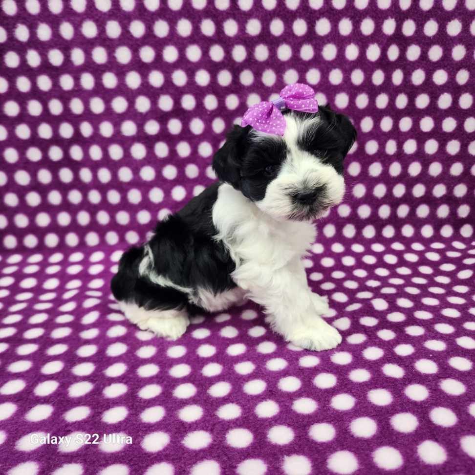 AKC Toy size Kelly (Black /White Parti)