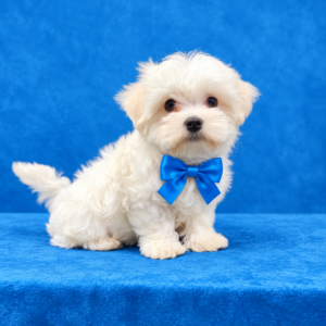 Jordi (Reserved) Congrats to Dr. Amber B. in TX!