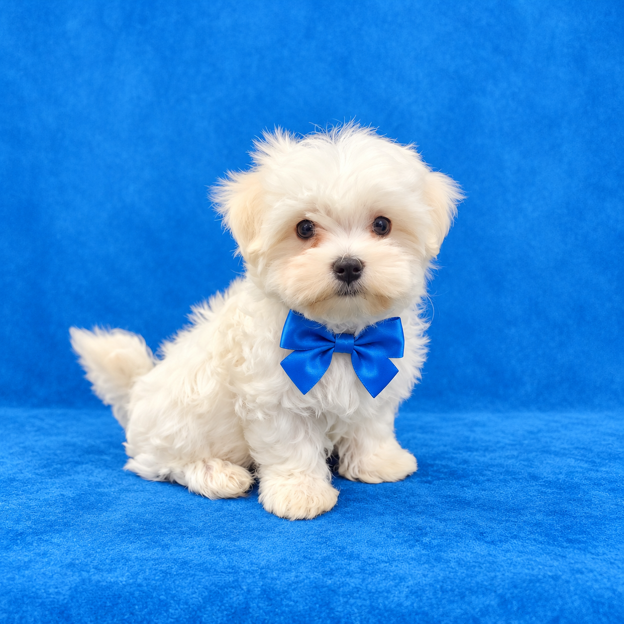 Jordi (Reserved) Congrats to Dr. Amber B. in TX! - Image 3