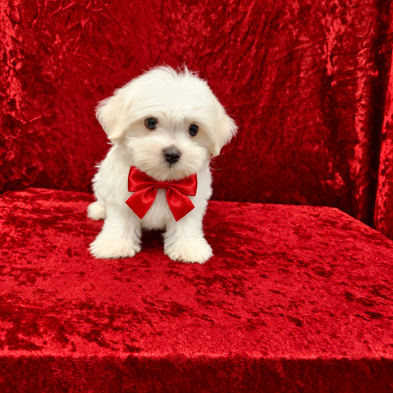 Joaquin (Reserved) Congrats to Tracy B. in TX! - Image 3