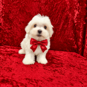 Joaquin (Reserved) Congrats to Tracy B. in TX!