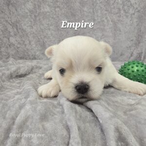 Empire