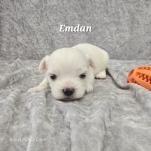 Emdan