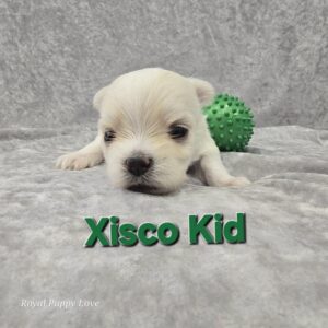 XISCO KID (BOY)