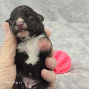 BETTY (Toy size Chocolate Girl)