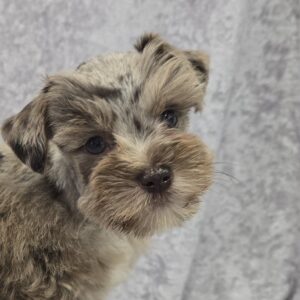 Blue eyes Hershey ( The Runt)