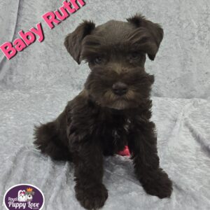 AKC Baby Ruth (sold) Congrats to Debbie N. in MO!