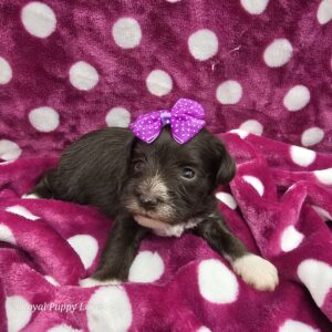 BETTY (Toy size Chocolate Girl)