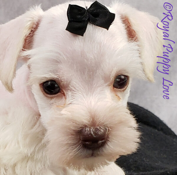 AKC Xando (white boy)