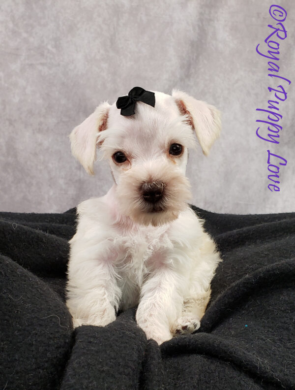 AKC Xando (white boy) - Image 3
