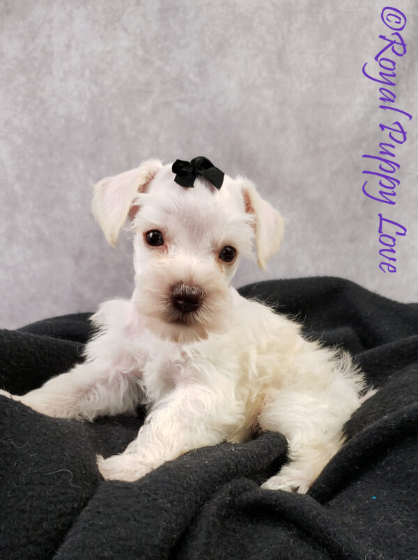 AKC Xando (white boy) - Image 2