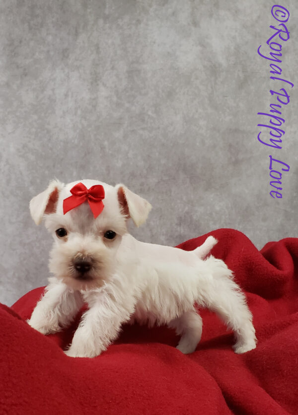 AKC XINGA (white girl) - Image 7