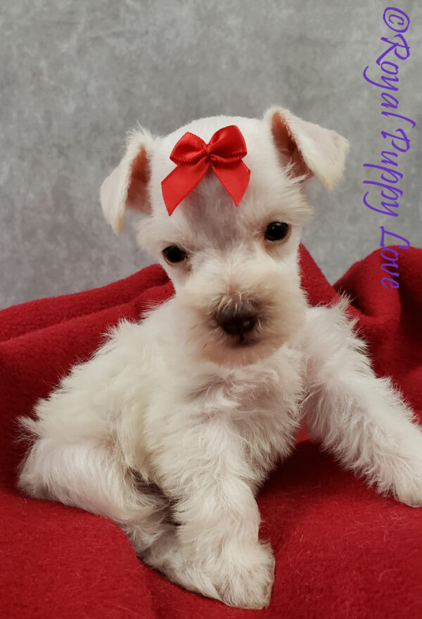 AKC XINGA (white girl) - Image 6
