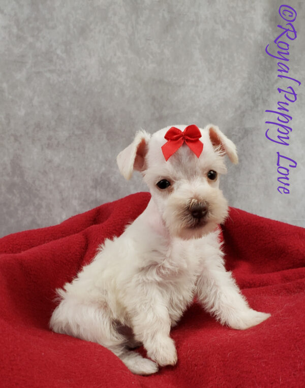 AKC XINGA (white girl) - Image 4