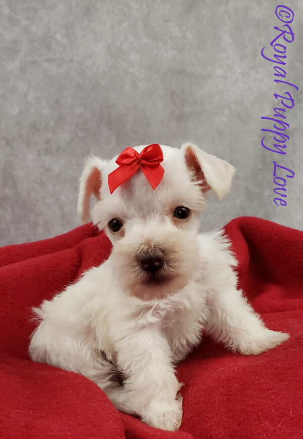 AKC XINGA (white girl) - Image 3