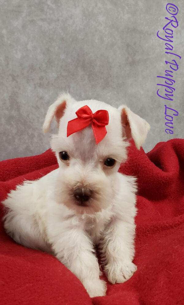 AKC XINGA (white girl) - Image 2