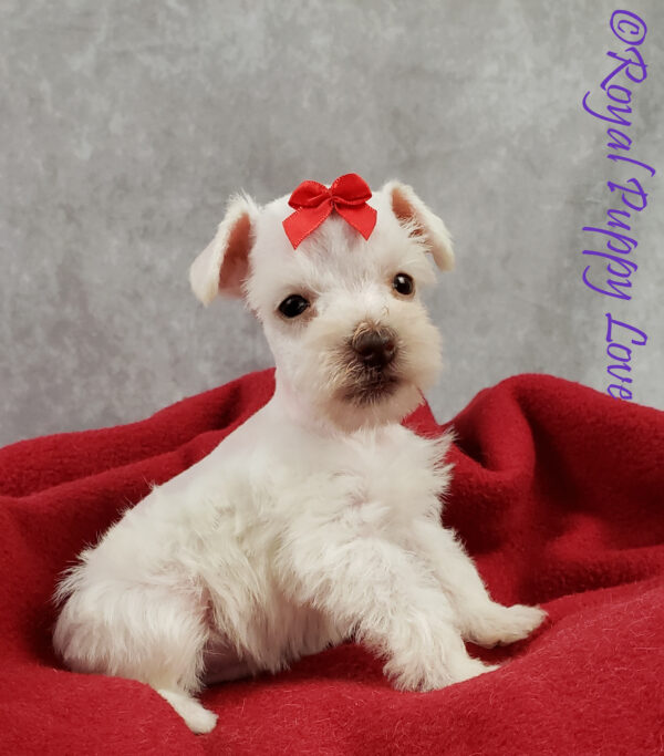 AKC XINGA (white girl)