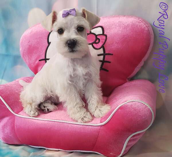AKC XAVIA (white girl) - Image 6