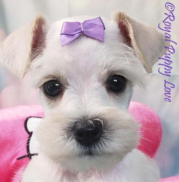 AKC XAVIA (white girl)