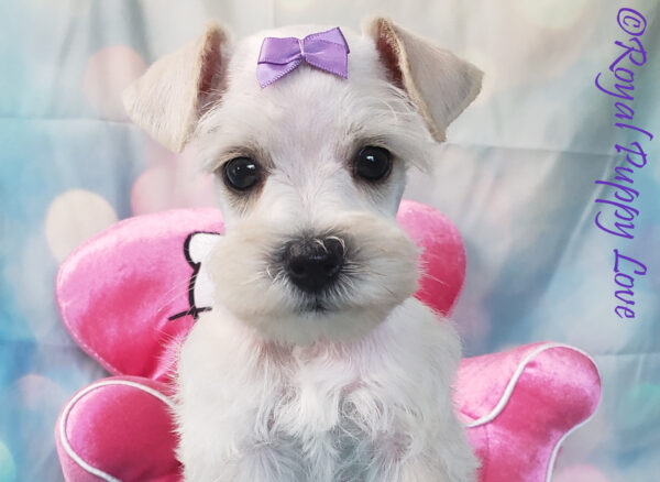 AKC XAVIA (white girl) - Image 2