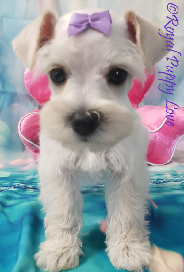 AKC XAVIA (white girl) - Image 3