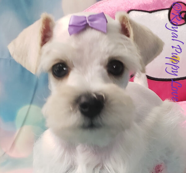 AKC XAVIA (white girl) - Image 4
