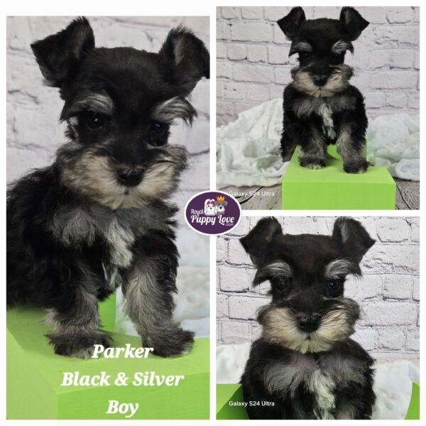 AKC PARKER (black & silver boy)