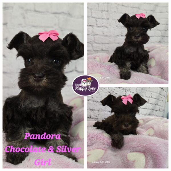 AKC PANDORA (Chocolate & Cream Girl)