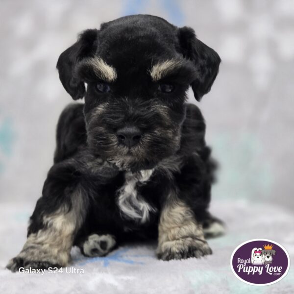 AKC Tucker/Copper (sold) Congrats to Rocio M. in OK! - Image 3