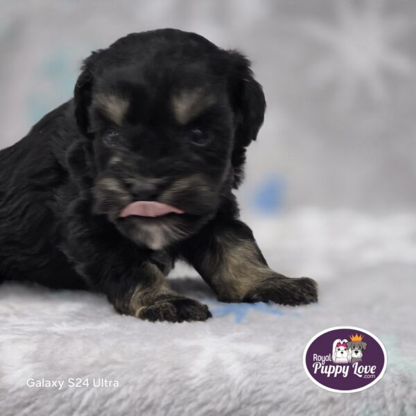 AKC Tate (the runt) - Image 3